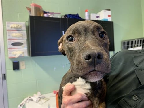 POEM - American Staffordshire Terrier available for adoption