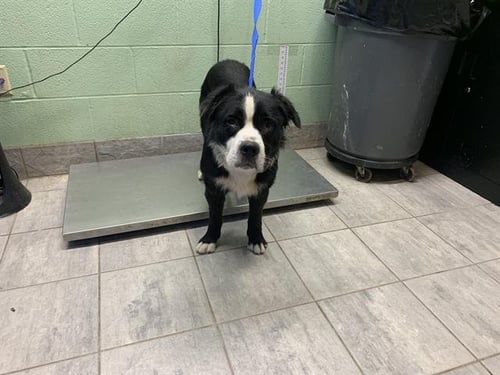 TOBIAS($AVAGE) - Border Collie available for adoption