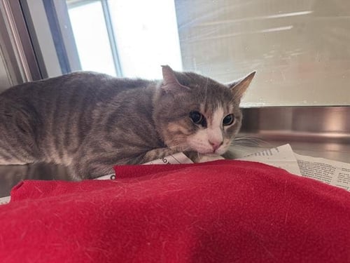 DANE - Domestic Short Hair for adoption in Arlington