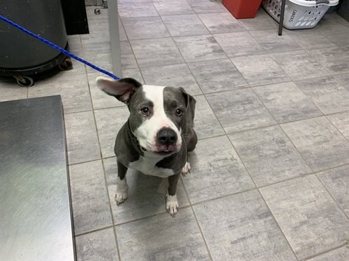 BLANCHE - American Staffordshire Terrier available for adoption
