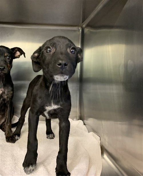 WEDNESDAY LOVE - American Staffordshire Terrier / Labrador Retriever for adoption in Grand Prairie
