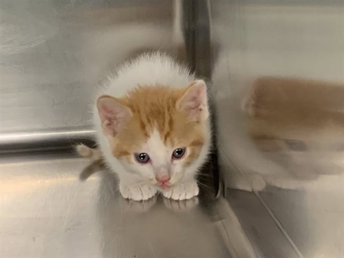 MUNCH - Domestic Medium Hair available for adoption