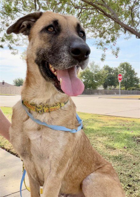 SHELIA - German Shepherd Dog available for adoption
