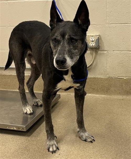 ZEKE - German Shepherd Dog available for adoption