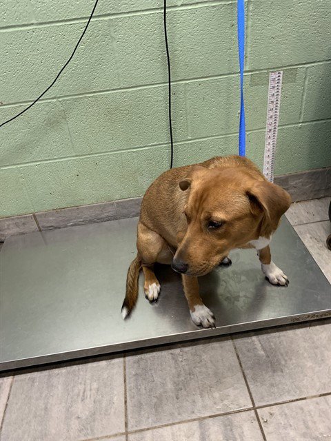 BAGEL Image