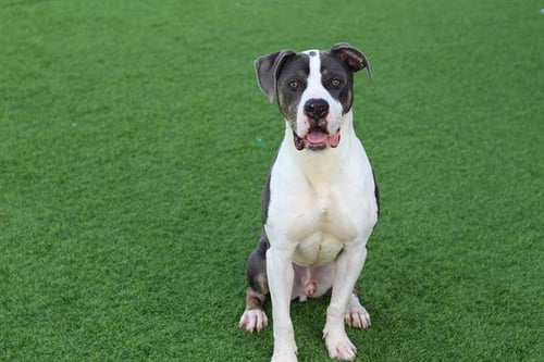 DEMPSEY - American Staffordshire Terrier available for adoption