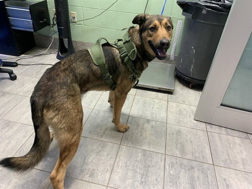 CLAUDE - German Shepherd Dog available for adoption