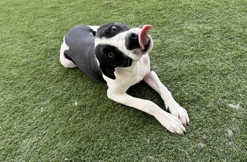 BIG MAC - American Pit Bull Terrier available for adoption