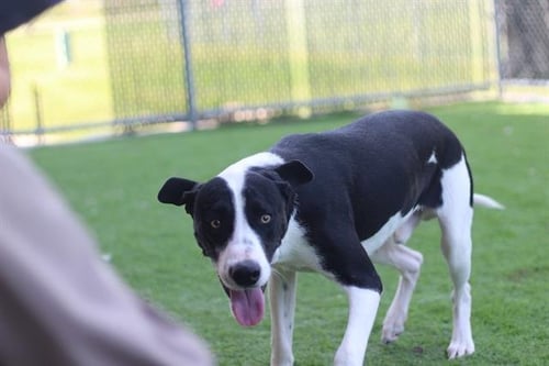 BIG MAC - American Pit Bull Terrier available for adoption