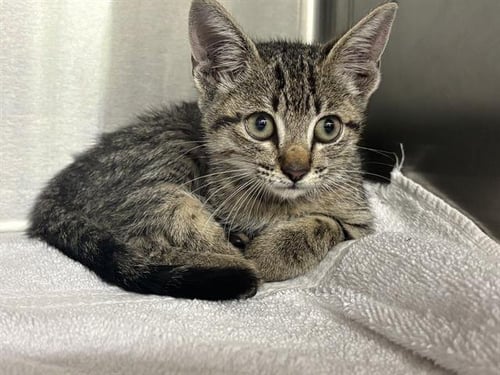 CINNIE - Domestic Short Hair available for adoption