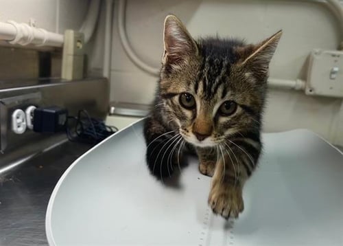 BUTTERSCOTCH - Domestic Short Hair available for adoption