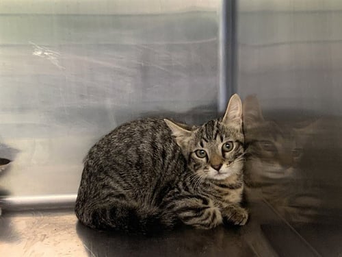 ICE CUBE - Domestic Short Hair available for adoption