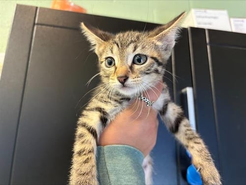 BELLE PEPPER - Domestic Short Hair for adoption in Arlington