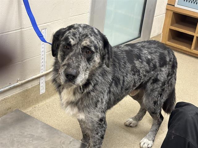 DIPPIN DOTS - Catahoula Leopard Dog available for adoption