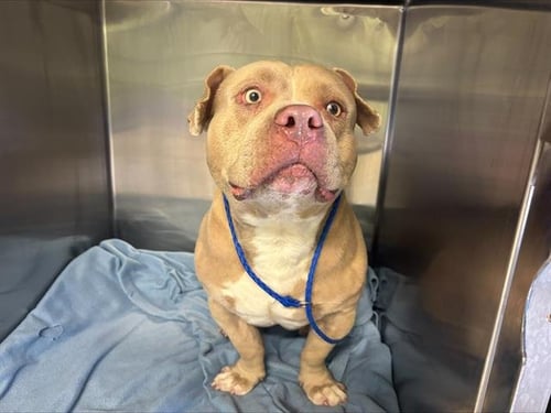 QUASIMODO - American Bulldog available for adoption