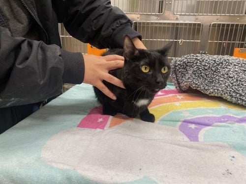 MAZEY - Domestic Short Hair available for adoption