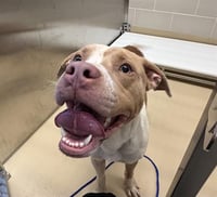 OPIE - Photo 1