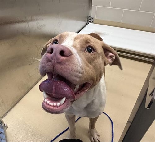 OPIE - American Staffordshire Terrier available for adoption