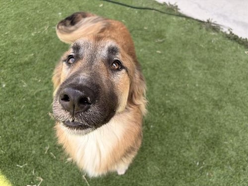 FRED - German Shepherd Dog available for adoption