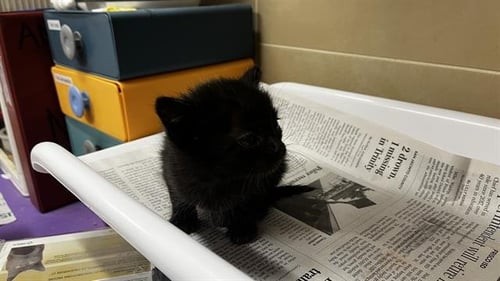 LOLA - Domestic Short Hair for adoption in Grand Prairie