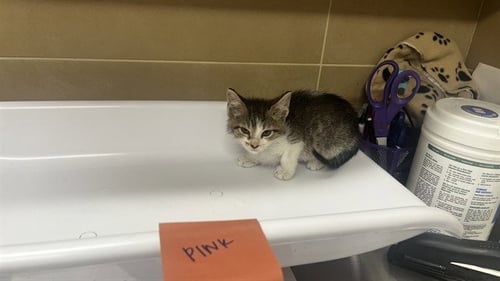 COTIJA CHEESE - Domestic Short Hair available for adoption