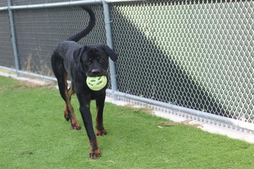 BILBO - Rottweiler available for adoption