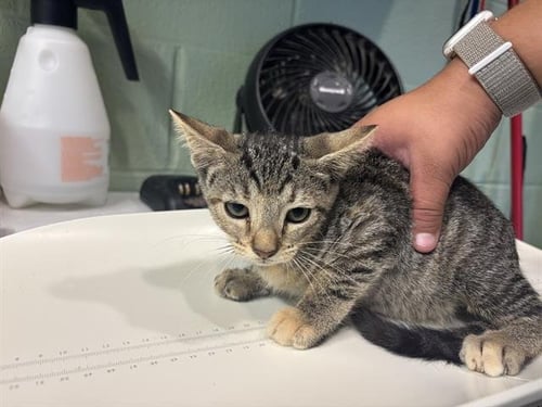 TULIP - Domestic Short Hair available for adoption