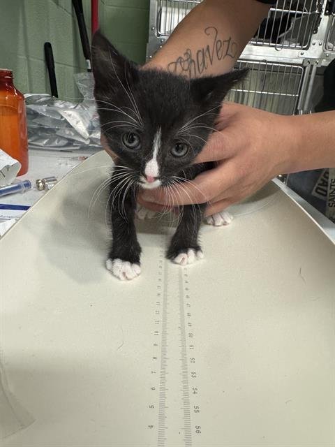 MARY - Domestic Short Hair available for adoption