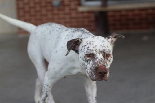 ANDREA - Australian Cattle Dog/Blue Heeler available for adoption
