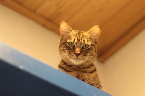 CAMERON - Domestic Short Hair available for adoption