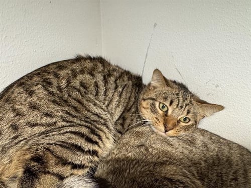 CAMERON - Domestic Short Hair for adoption in Arlington