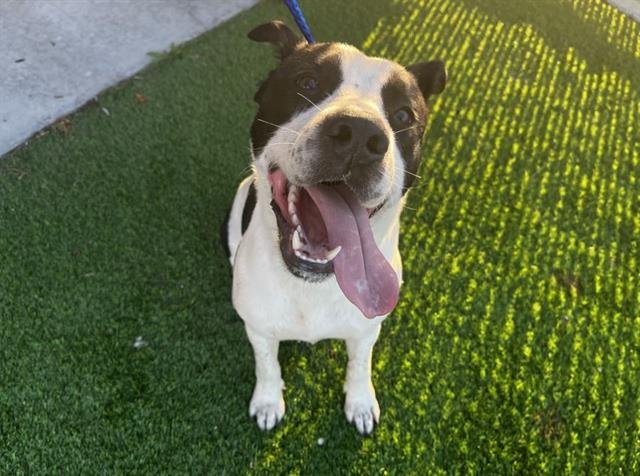 LL DROOL J - Labrador Retriever for adoption in Arlington