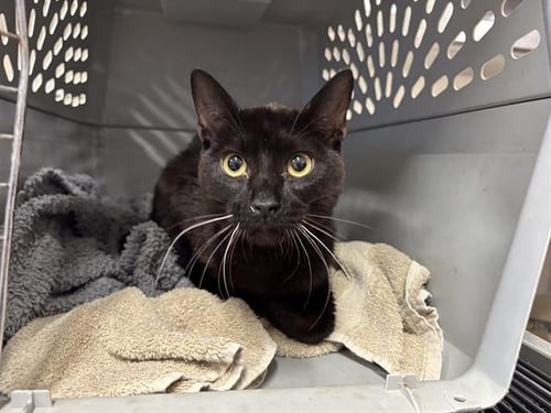 DUCKIE - Domestic Short Hair available for adoption