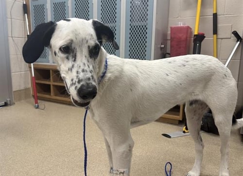 CHIP - Pointer available for adoption