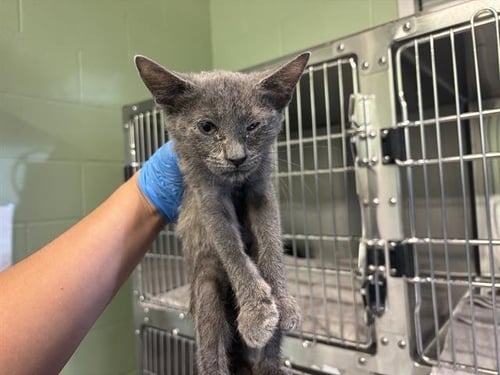 COBWEB - Domestic Short Hair for adoption in Arlington