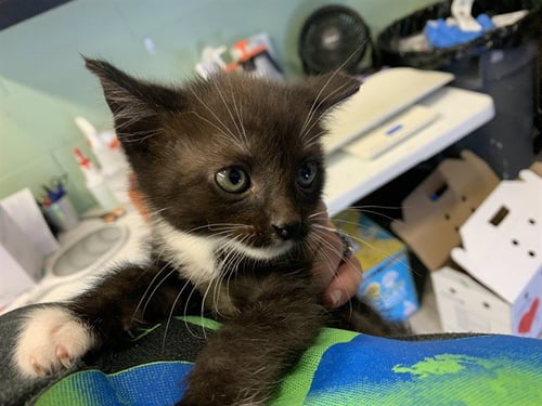 SAFFRON - Domestic Short Hair available for adoption