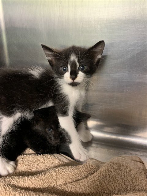 MARZ - Domestic Short Hair available for adoption