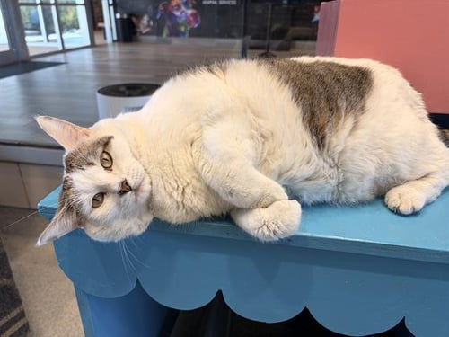 AURORA - Domestic Short Hair available for adoption