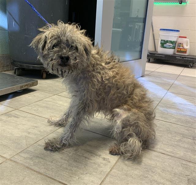 HELMET - Terrier available for adoption