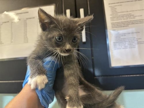 HELLCAT - Domestic Short Hair available for adoption