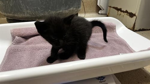DINO - Domestic Short Hair available for adoption