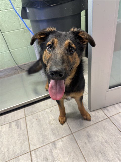 DINGUS - German Shepherd Dog available for adoption