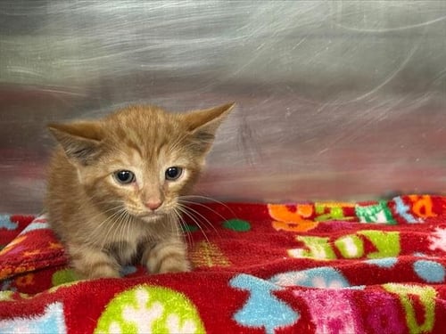 CHARLIE - Domestic Short Hair available for adoption
