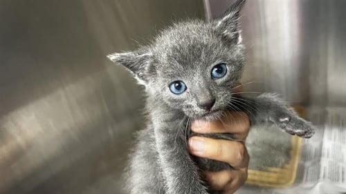 RYAN - Domestic Short Hair available for adoption