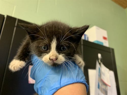 LOKI - Domestic Medium Hair for adoption in Arlington