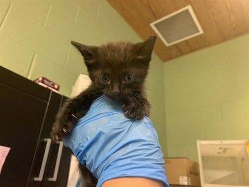 MADDIE - Domestic Short Hair available for adoption