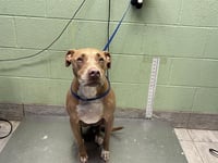 CHAPO - Photo 1