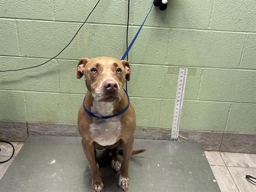 CHAPO - American Staffordshire Terrier available for adoption