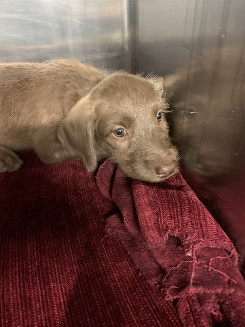 DAKOTA - American Staffordshire Terrier / Poodle (Standard) available for adoption