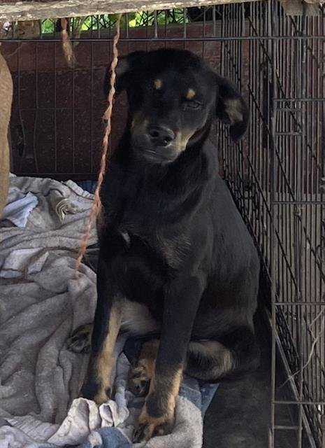 BAILEY - Labrador Retriever available for adoption
